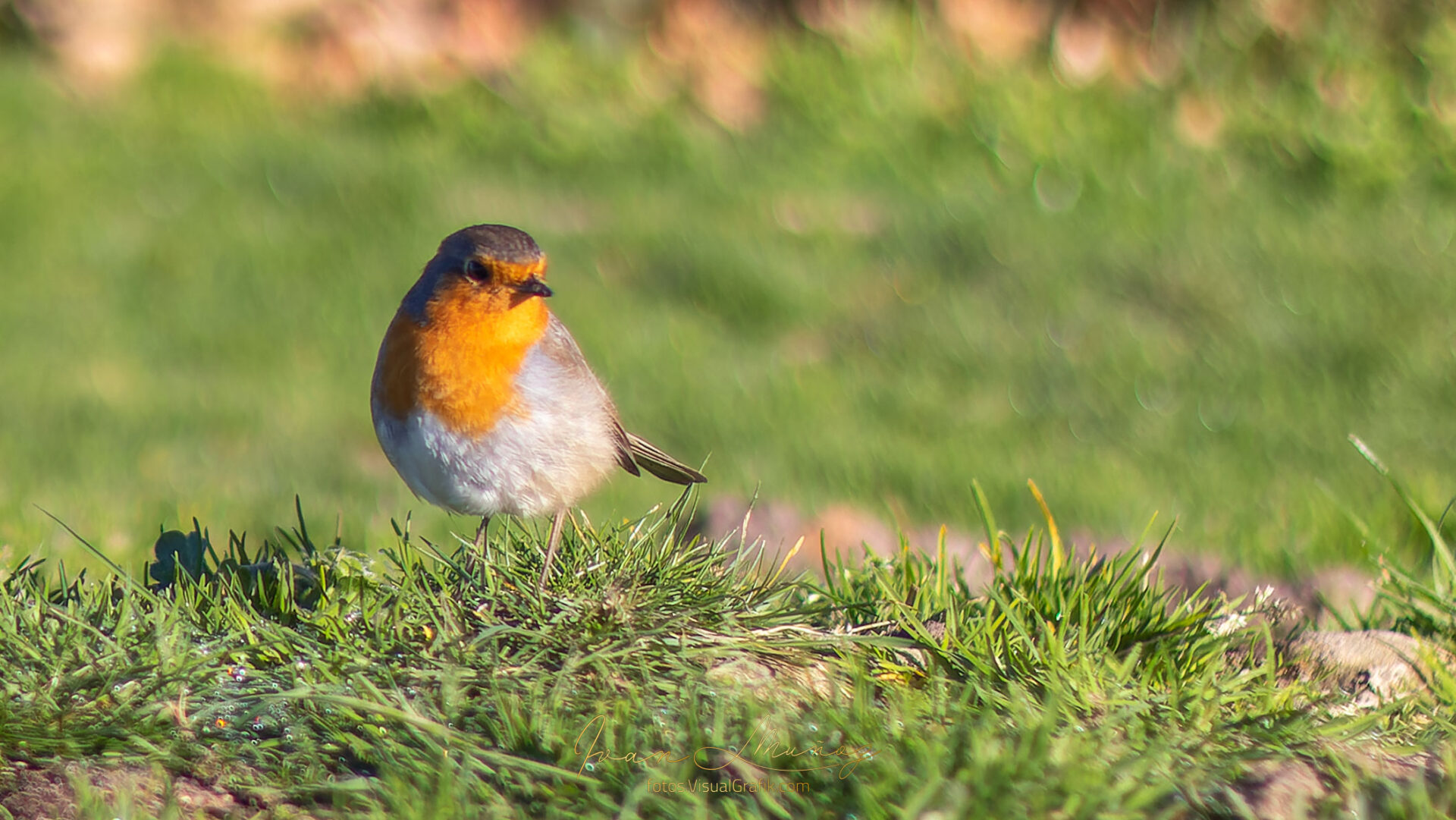 Txantxangorri (Petirrojo europeo, Erithacus rubecula)
